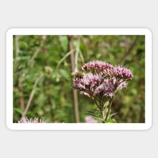 Bee On Water Hemp Flower Sticker